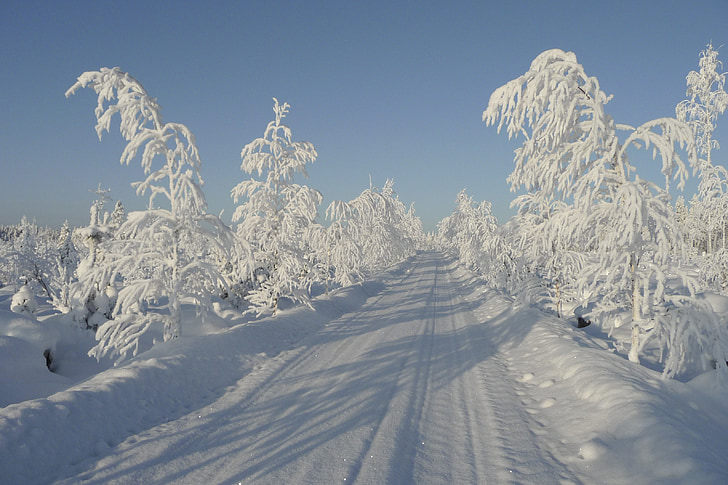 vinter, solen, kolde, træ, Frosty træ, sne, hvid