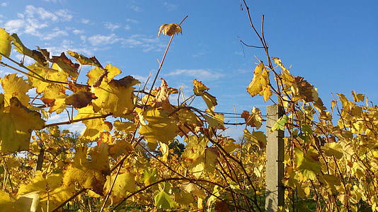 Weinrebe, Herbst, Blätter, Weinbau, Rebe, Herbstfärbung, Wein-Blatt