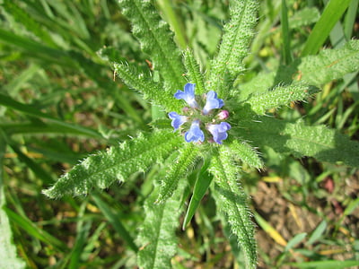 Anchusa arvensis, nhỏ bugloss, hàng năm bugloss, hoa dại, thực vật, thực vật học, thực vật
