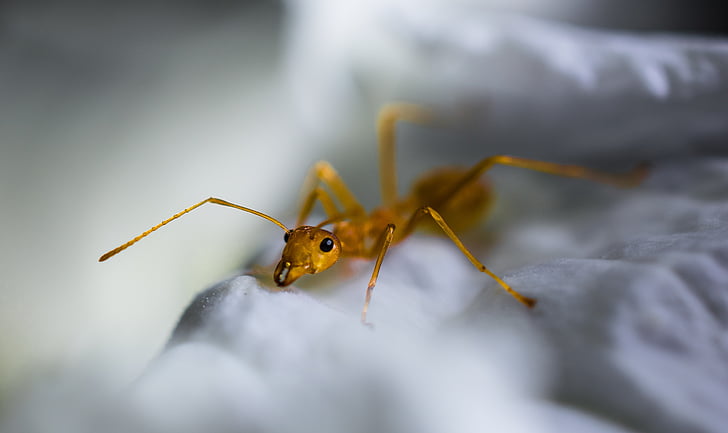 червени мравки, мравка, макрос, насекоми, животните, природата, едър план