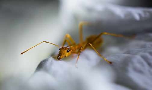 red ant, ant, macro, insect, animal, nature, close-up