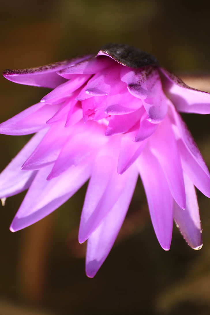 Lotus, flor, naturaleza, púrpura