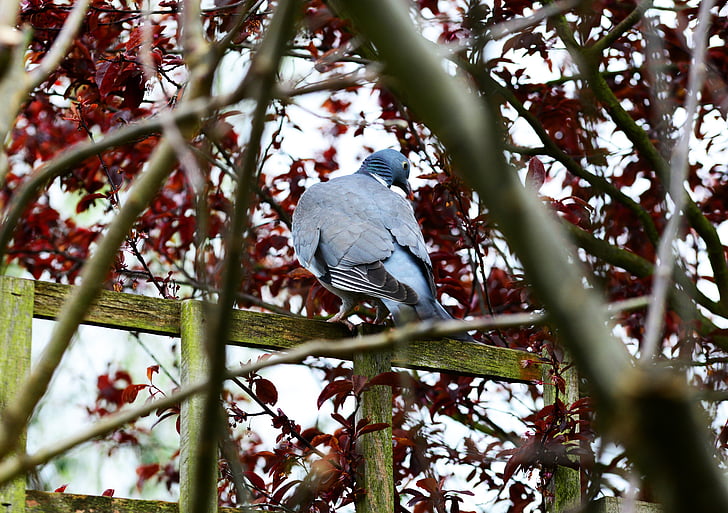 woodpigeon, pigeon, perched, fence, tree, looking back, garden