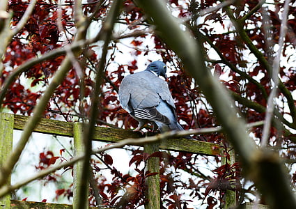 Woodpigeon, piccione, Arroccato, recinzione, albero, guardando indietro, giardino
