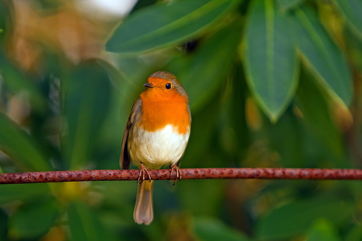 robin, bird, red robin, feathered, animal, nature, branch