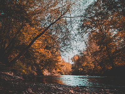 calme, Lac, en journée, arbre, eau, rivière, l’automne