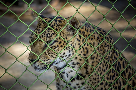 Leopard, jardim zoológico, gaiola, selvagem, animal, vida selvagem, natureza