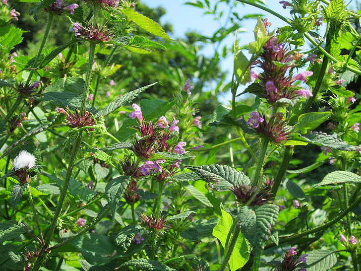 galeopsis tetrahit, common hemp-needle, brittlestem hempneedle, flora, botany, flower, species