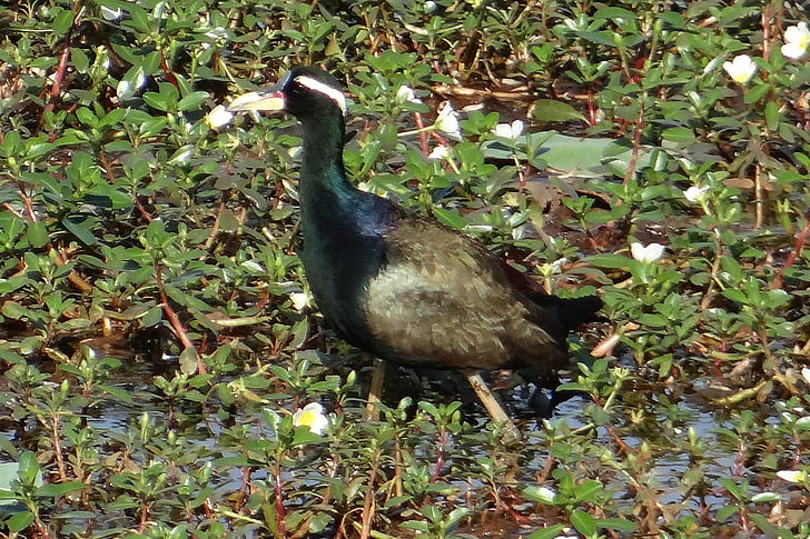jacana bronce-con alas, metopidius indicus, Jacana, pájaro, flora y fauna, pantano, Karnataka