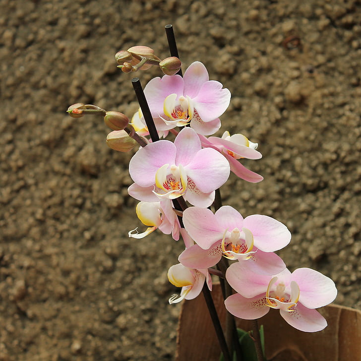 Orchid, lill, Kaunis, roosa, taim, lilled, loodus