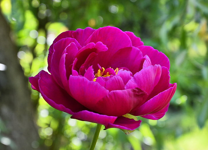 hoa mẫu đơn, Blossom, nở hoa, màu hồng