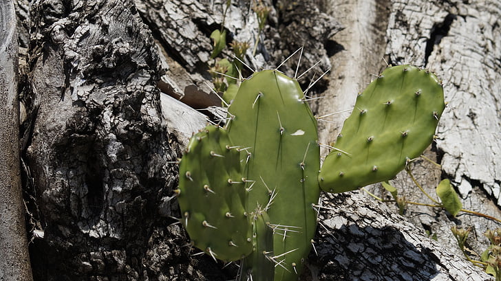 Cactus, vihreä, puu