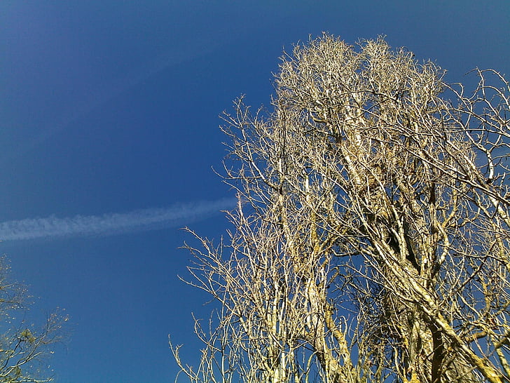 niebo, drzewo, Contrail