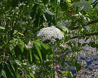 queen anne's lace with insect, goldenrod soldier beetle, wasp, insect, animal, pollinator, wildflower flower