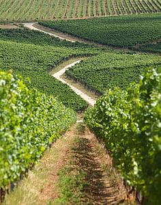 baranya, wine region, kisharsány, villány, grape, green, vineyard