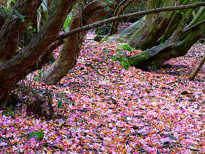 petals, colorful, shades of red, rhododendron, pink, old, trees