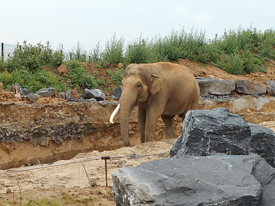 elephant, trunk, mammal, zoo, grey, nature, big five