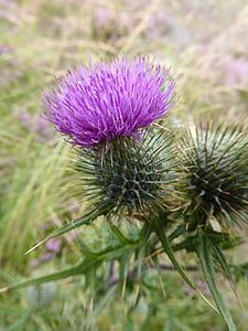 scottish, thistle, flower, flower of scotland, green, purple, blooming