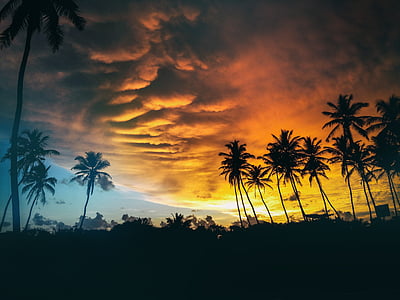хмари, Сутінки, Природа, на відкритому повітрі, пальмові дерева, силует, небо