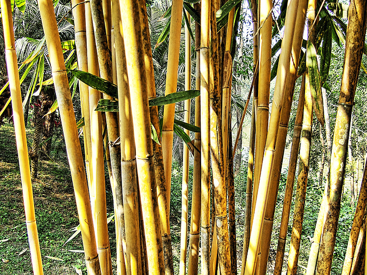 bambú, arbust, fulles, verd, marró, textura, Tailàndia