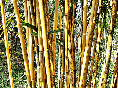 bambus, busk, blade, grøn, brun, tekstur, Thailand