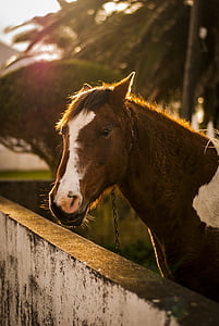cheval, animal, domaine, ferme, Haras, animaux, nature