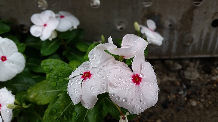 flor, gotes de pluja, rosada, planta, flora, blanc, natura