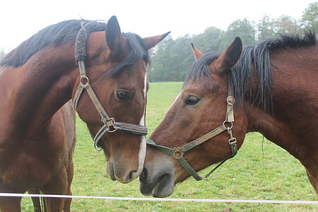 hästar, kärlek till djur, näsborrarna, Kärlek