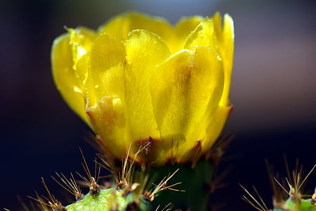 prickly pear, cactus blossom, yellow, yellow flower, flower, beautiful, close