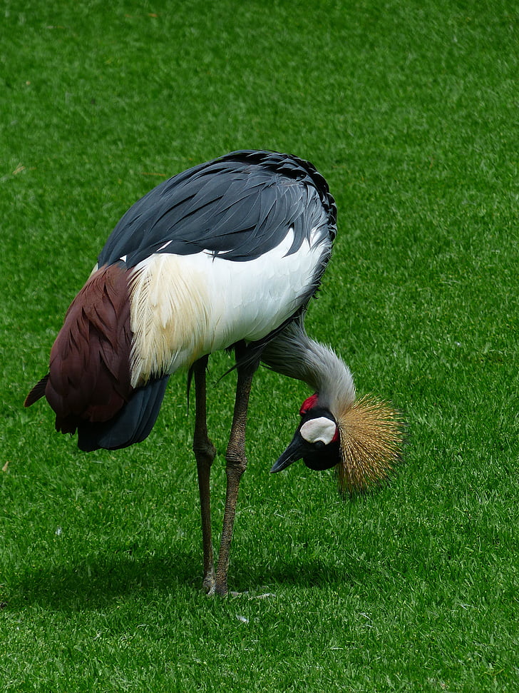 crane, bird, bend over, hunched over, search, spring crown, south africa grey crowned crane