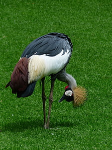 Crane, oiseau, courber, penché sur, recherche, Couronne de printemps, Afrique du Sud gris couronnée grue