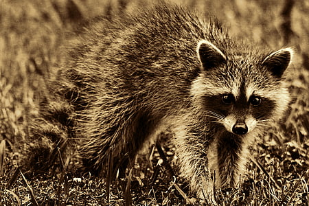 raccoon, animal, mammal, furry, cute, retro look, retro