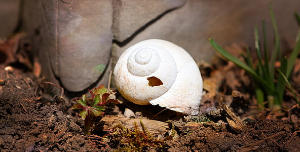 shell, snail house, damaged, leave, empty, nature, close