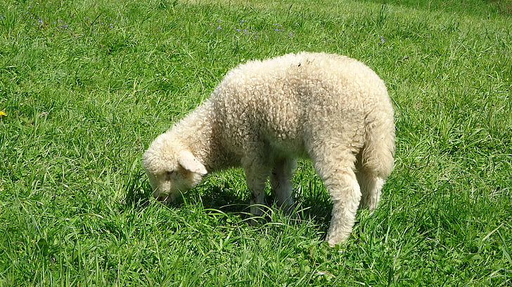 moutons, Pologne, herbe, Podhale, animal, agneau, ferme