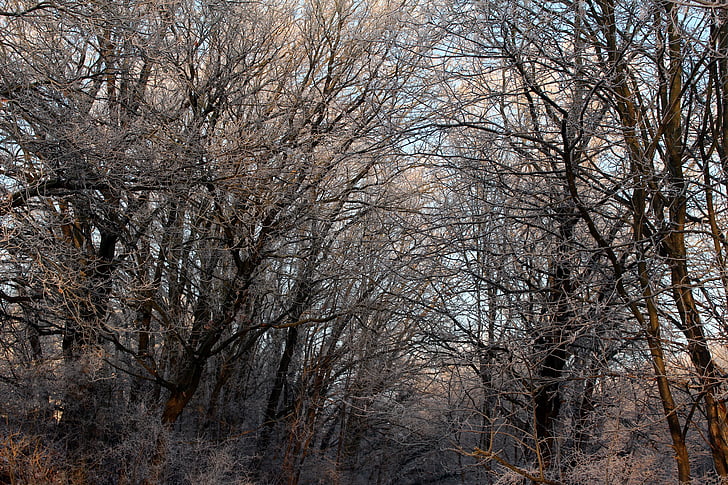 salna, meža, ainava, koki, auksti, ziemas, ledus
