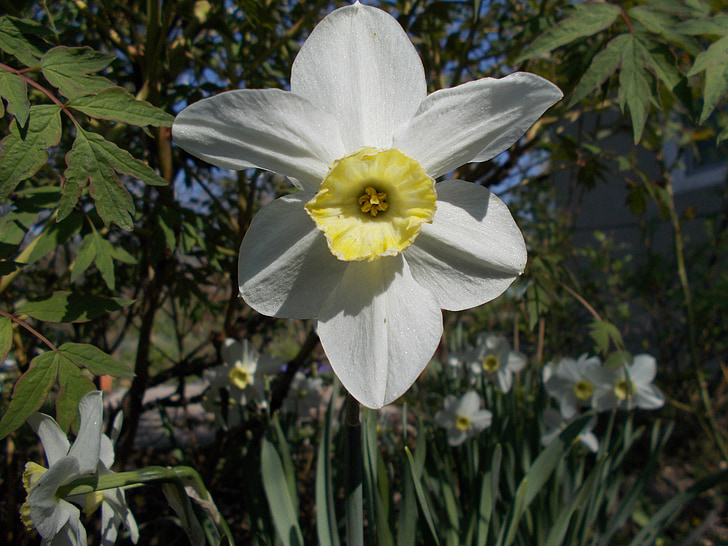 datcha, printemps, Narcisse