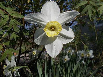 casa de campo, primavera, Narciso
