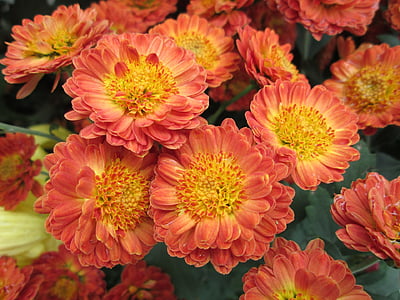 Chrysanthemum, anlegget, Park, oransje