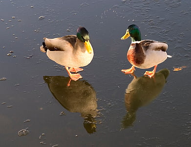 鸭子, 池塘, 冰, 动物, 鸟类, 水鸟, 镜子