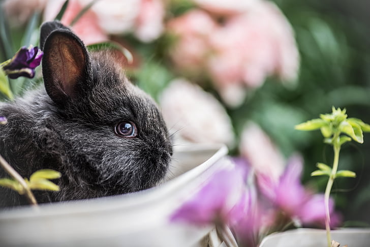 rabbit, pet, animal, flowers, outside, plants, nature