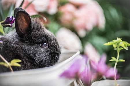 Кролик, домашнее животное, животное, Цветы, за пределами, растения, Природа
