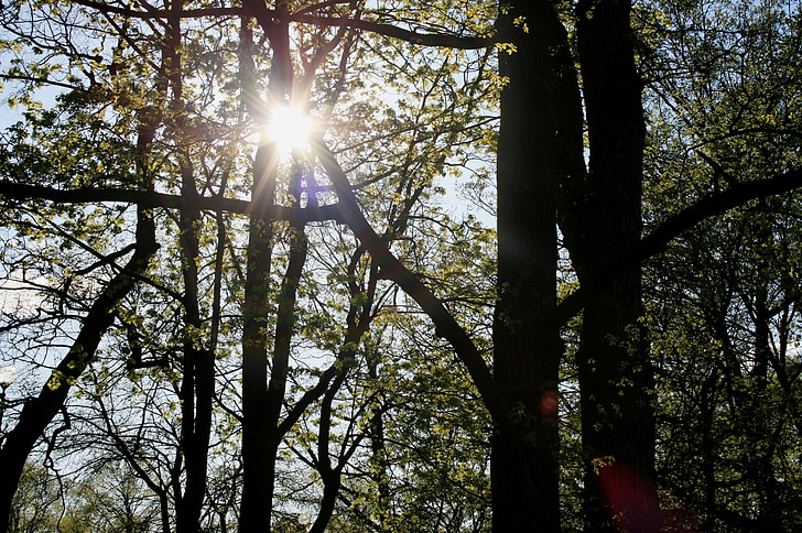 trees, foliage, green, park, sun, penetrating, radiating