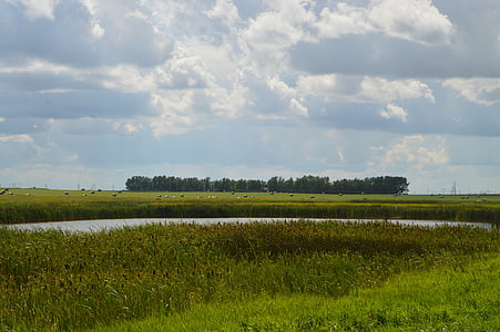 Prairie, bele siana, niebo, trawa, Creek, Natura, chmury