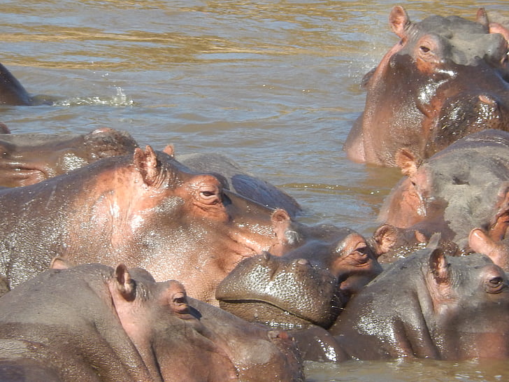 Hippos, Afrika, Kenya, Safari, dyr, vanskelig, nasjonalpark