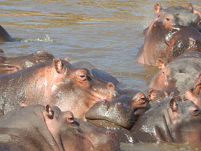hippos, africa, kenya, safari, animal, hard, national park