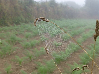 Bretagne, landskapet, spindelvev, dewdrop, høst humør, spinn, nettverk