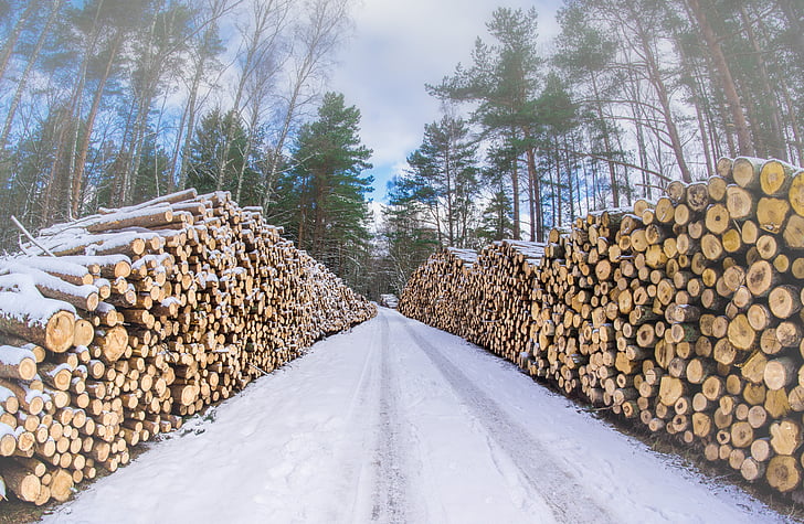 wood, forest, winter, logs, cutting down