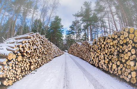 puit, metsa, talvel, palgid, vähendades