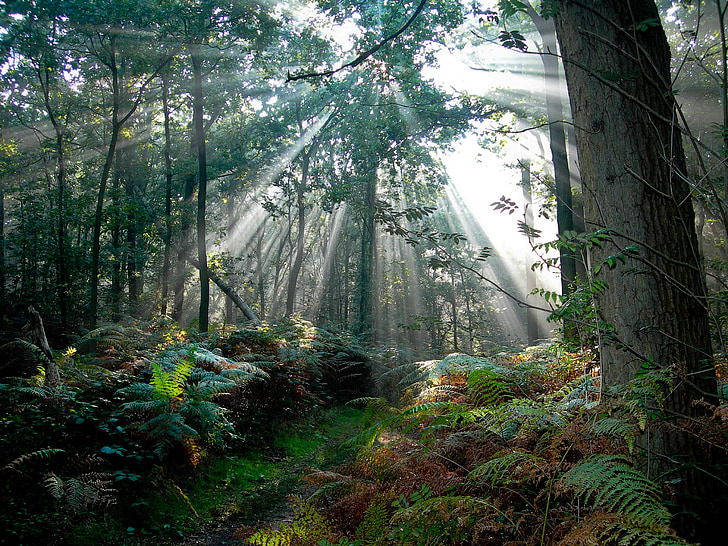 ліс, Нідерланди, промені сонця, Природа, дерева, ранок, туман патчі