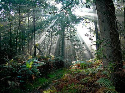 skogen, Nederländerna, solens strålar, naturen, träd, morgon, dimma patchar